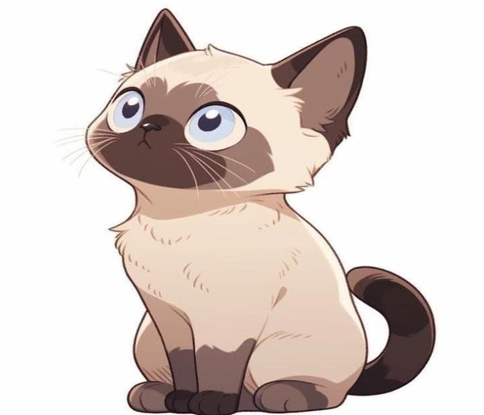 Hình ảnh mèo xiêm con cute