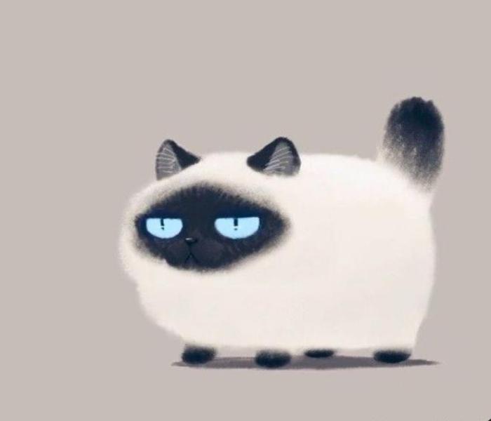 Hình ảnh mèo xiêm con cute