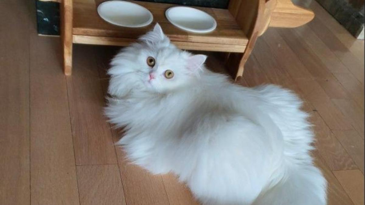 Hình nền mèo cái cho máy tính cute