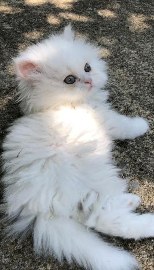 Hình nền điện thoại ảnh mèo lông trắng cute