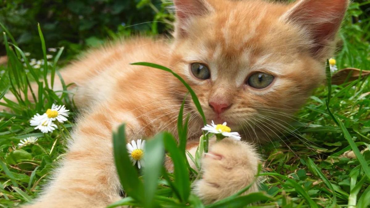 Ảnh mèo chill hình nền máy tính cute