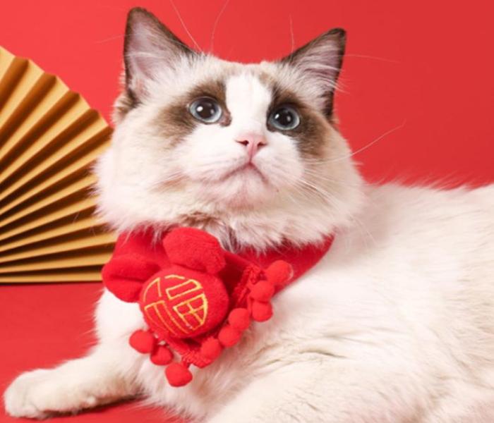 Avatar mèo Tết đẹp xinh
