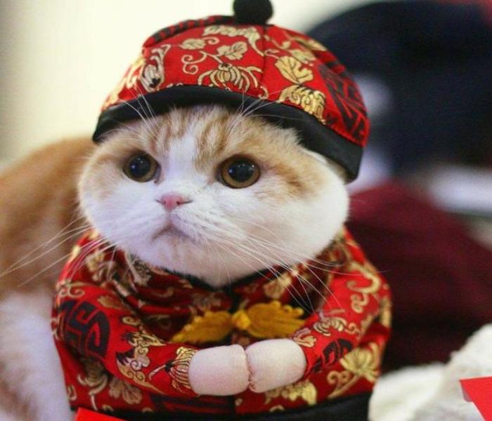 Avatar mèo Tết đẹp xinh