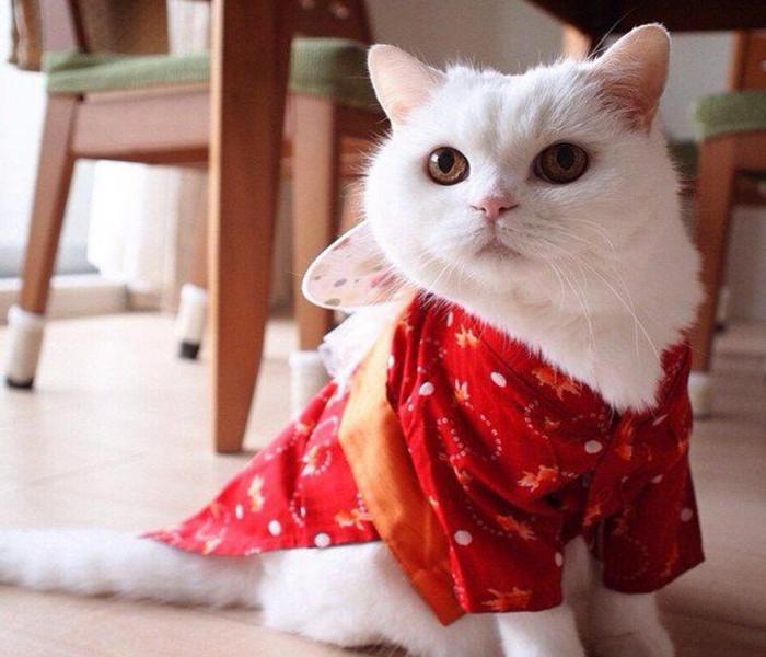 Avatar mèo Tết đẹp xinh