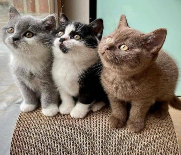 3 chú mèo đẹp