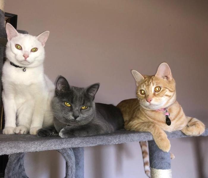 3 em mèo cute