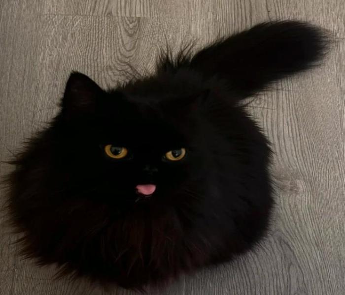 Hình ảnh con mèo ngộ nghĩnh cute
