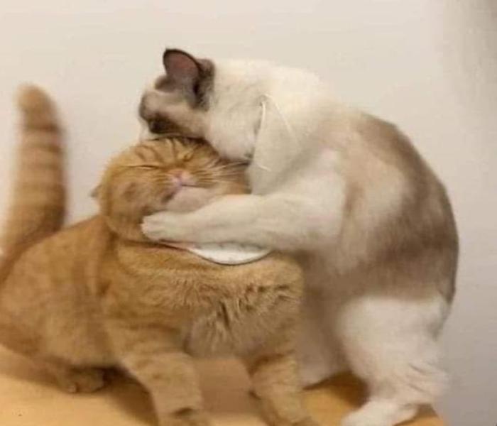 +191 Avatar Đôi Mèo, Avatar Mèo Đôi Vô Tri Dễ Thương Miễn Phí 100%