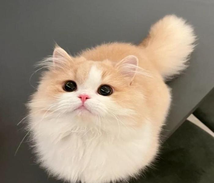 Hình ảnh con mèo ngộ nghĩnh cute