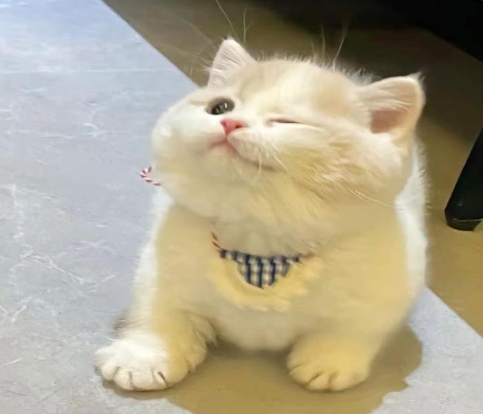 Hình ảnh con mèo ngộ nghĩnh cute