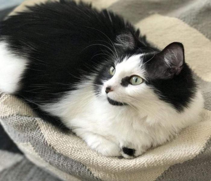 Mèo cute