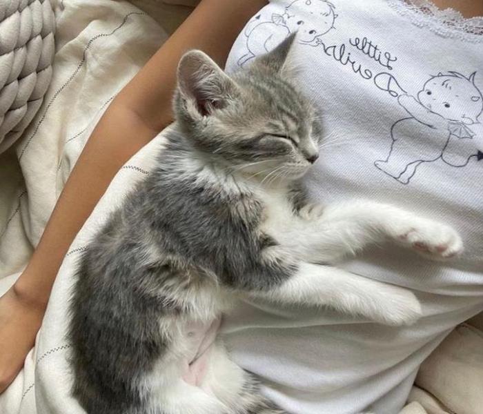 +195 Hình Ảnh Mèo Con Cute, Meme Hài Hước – Avatar Miễn Phí