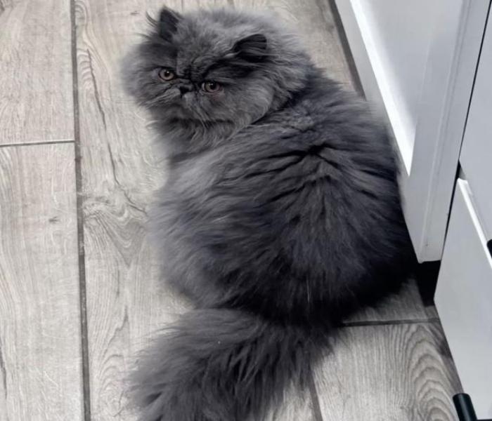 Mèo anh xám