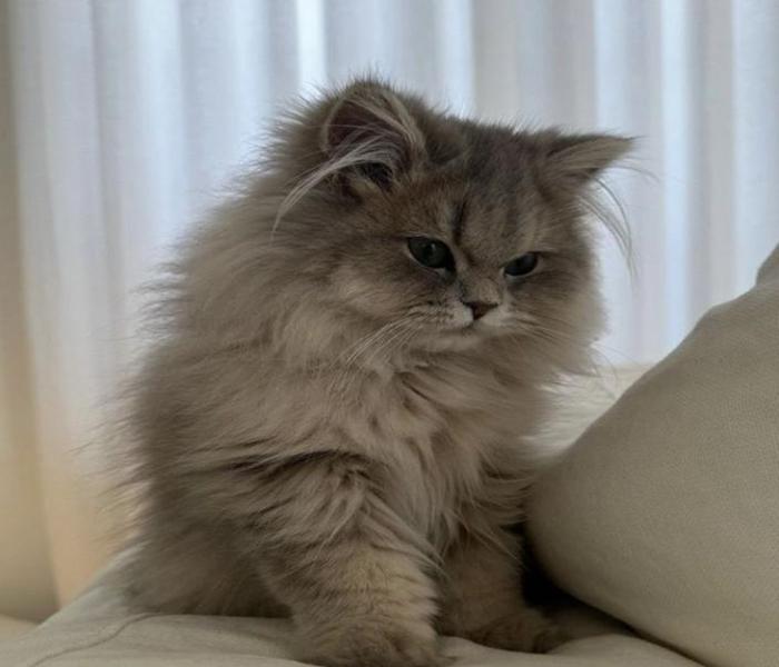 Mèo cute