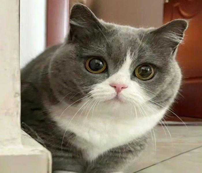 Avatar mèo ngáo dễ thương