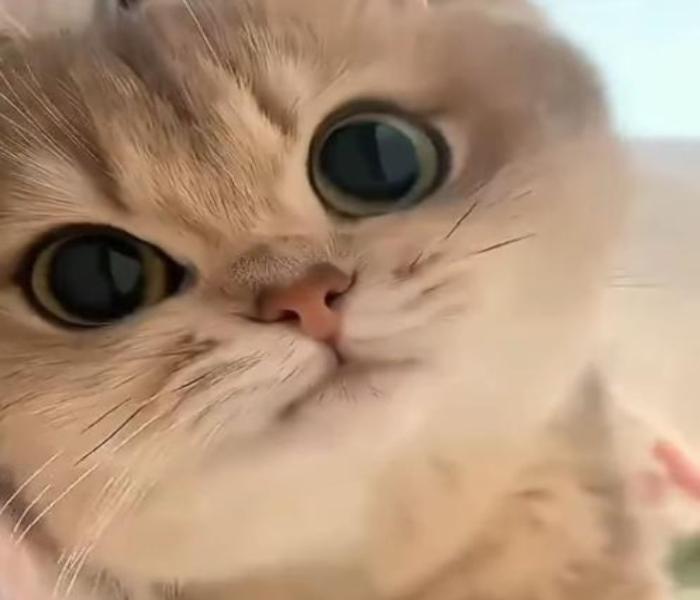 Avatar mèo ngáo dễ thương