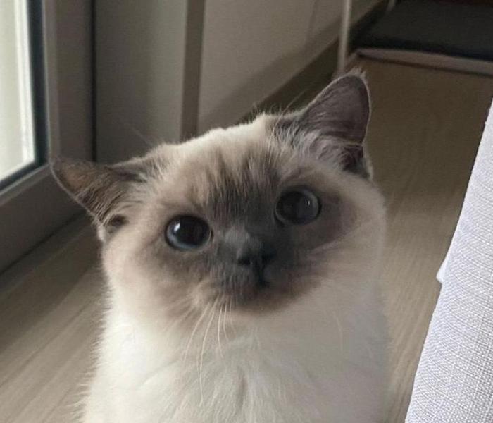Avatar mèo ngáo dễ thương