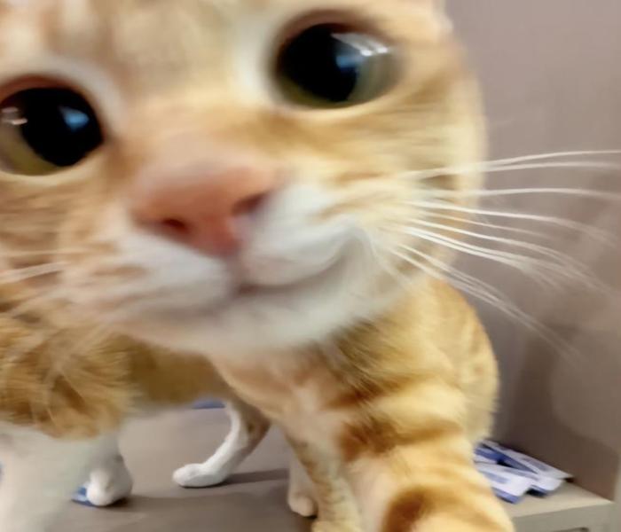 Mèo vàng cute