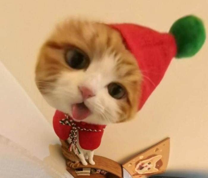 Hình meme mèo giáng sinh