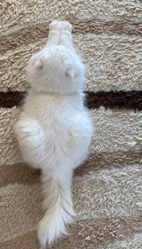 Hình nền điện thoại ảnh mèo lông trắng cute 