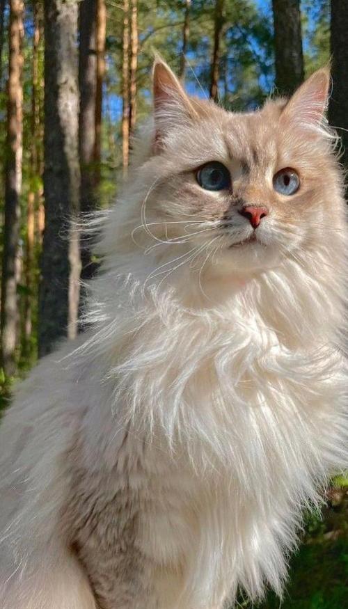 Hình nền mèo đực cute fulll HD 