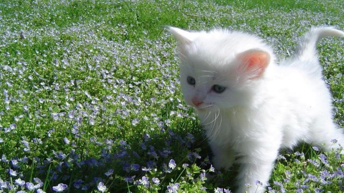 Mèo cute hình nền máy tính dễ thương