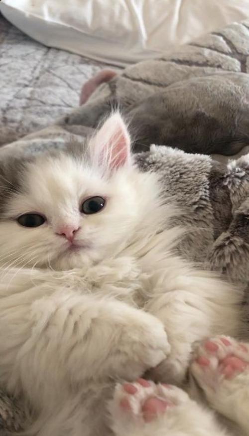 Hình nền điện thoại ảnh mèo lông trắng cute
