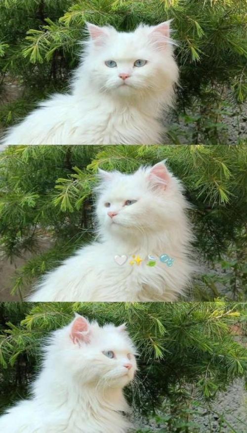 Hình nền mèo cho điện thoại cute