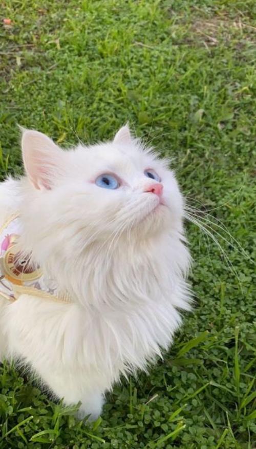 Hình nền điện thoại ảnh mèo lông trắng cute