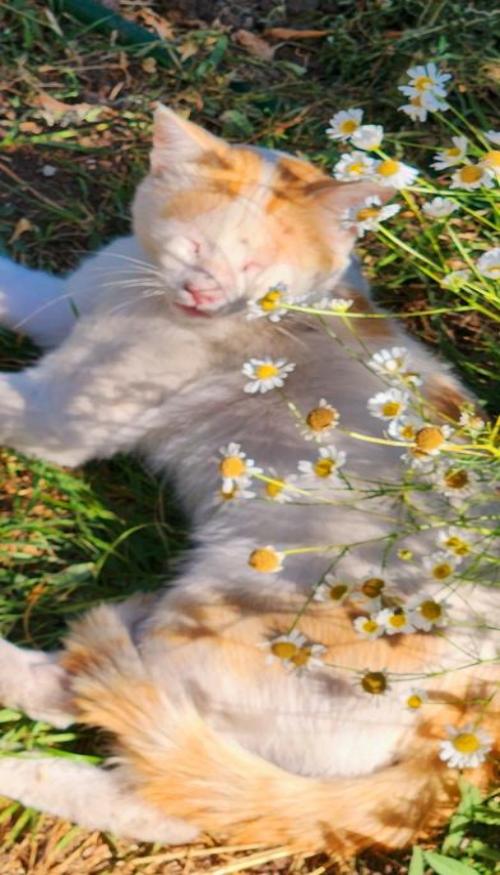 Hình nền mèo cho điện thoại cute