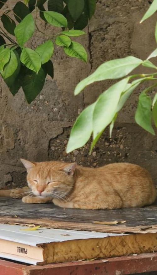 Hình nền điện thoại ảnh mèo lười cute