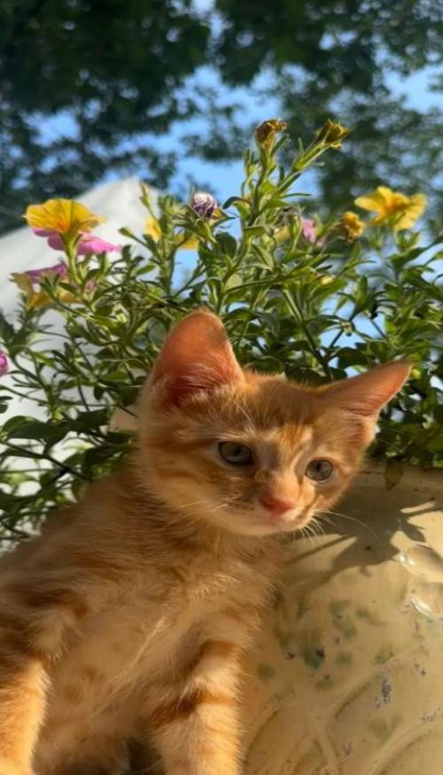 Hình nền điện thoại ảnh mèo vàng đẹp xinh cute