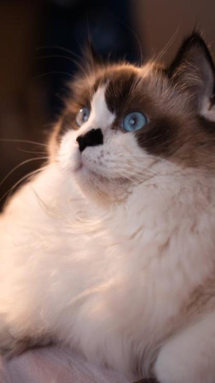 Hình nền điện thoại ảnh mèo Xiêm cute