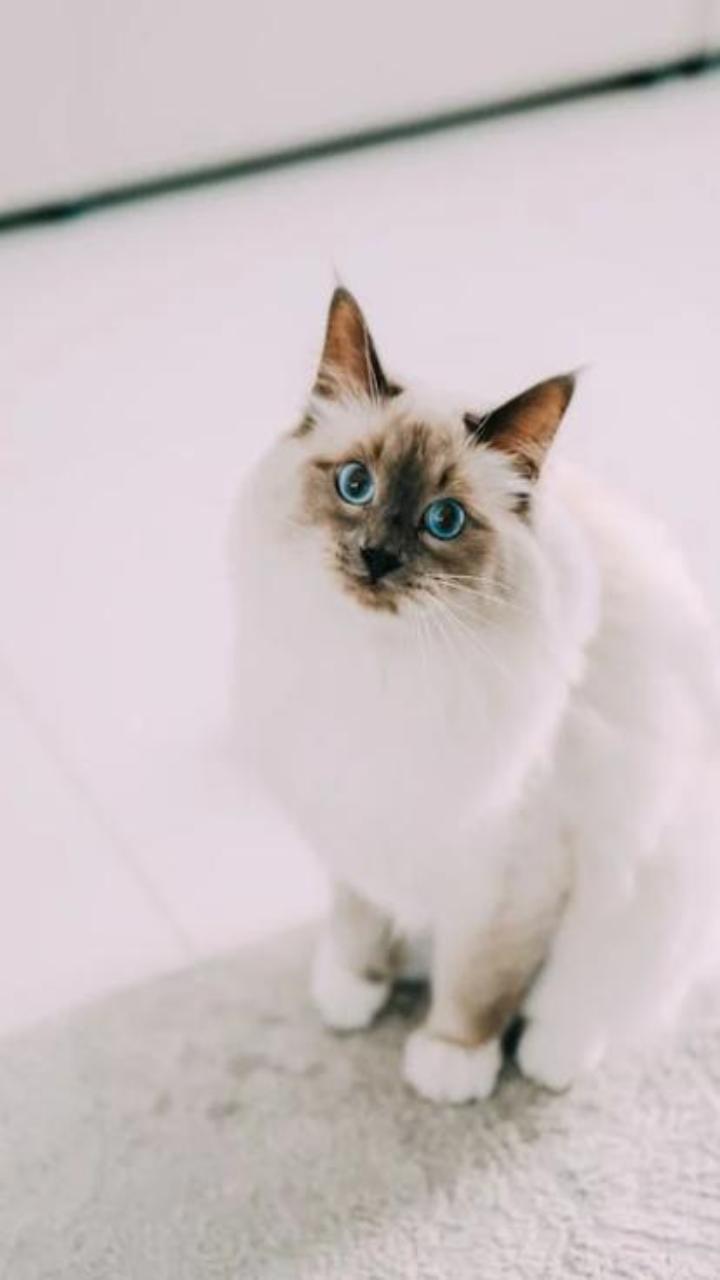 Hình nền điện thoại ảnh mèo Xiêm cute