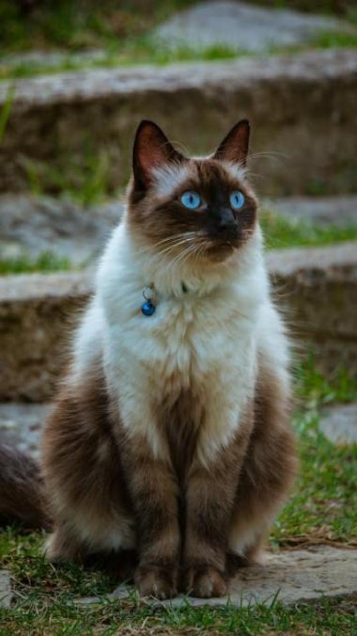 Hình nền điện thoại ảnh mèo Xiêm cute