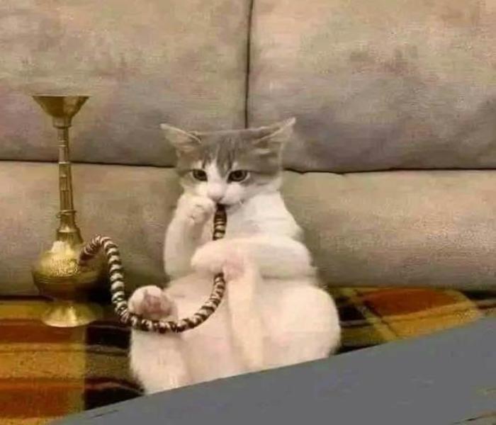 Hình ảnh mèo ngầu meme hài hước