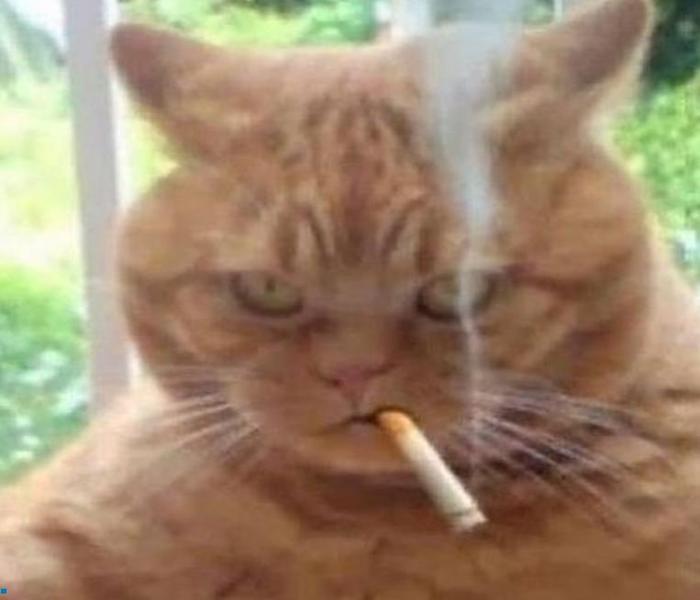 Hình ảnh mèo ngầu meme hài hước