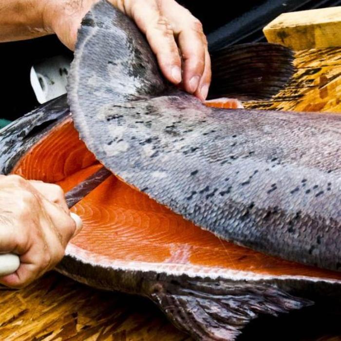 Ngắm Nhìn BST Ảnh Cá Biển Đại Dương Quen Thuộc, Quý Hiếm Việt Nam