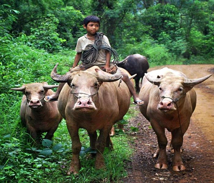 Hình ảnh cậu bé cưỡi trâu đáng yêu