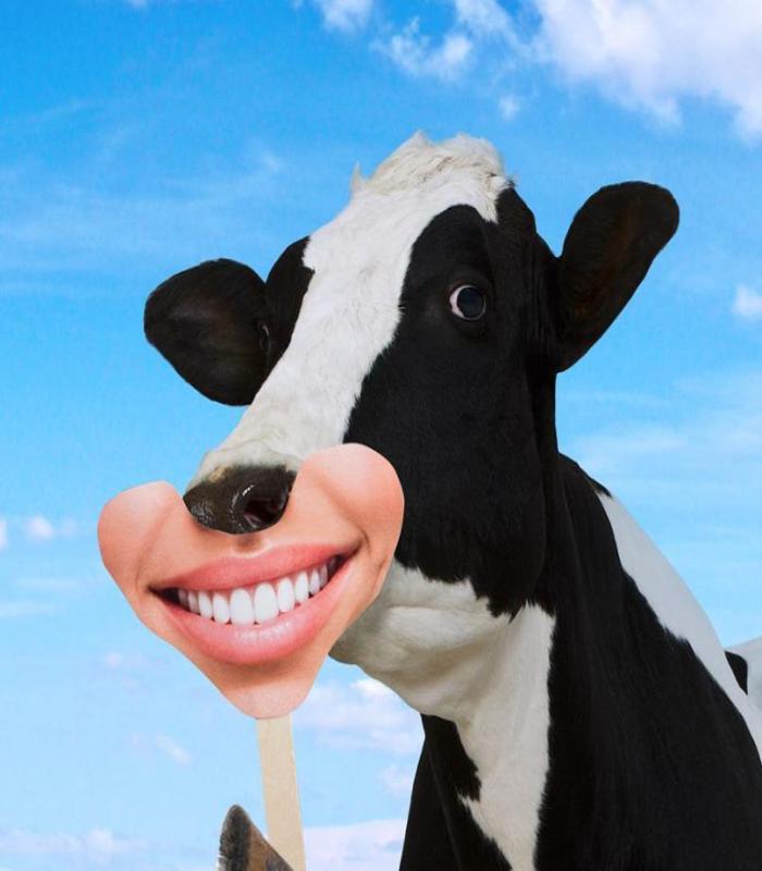 +90 Ảnh Meme Con Bò Cười, Hình Con Bò Chế Hài Hước Lầy Lội Vô Cùng