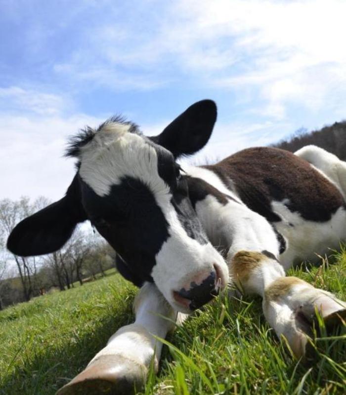 Trọn Bộ +131 Ảnh Bò Sữa Hoạt Hình Chibi Cute, Ảnh Đẹp Đời Thường