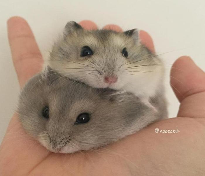 Loạt Ảnh Chuột Hamster Chibi, Anime Cute Dễ Thương Ai Xem Cũng Mê