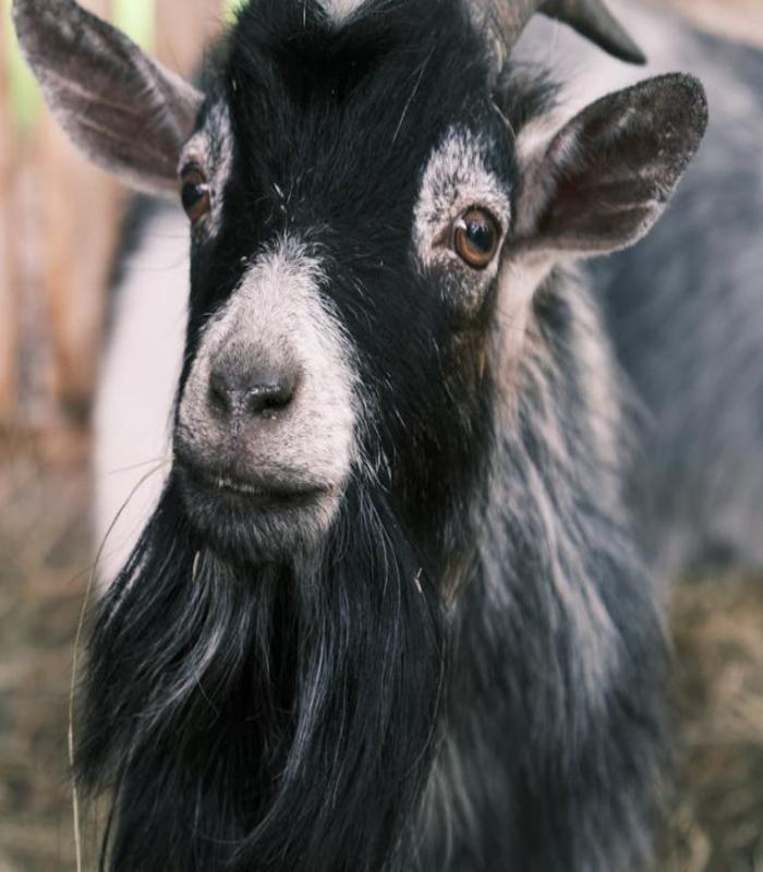 Khám Phá +108 Avatar Con Dê Dễ Thương Cute, Ảnh Đại Diện Dê Miễn Phí