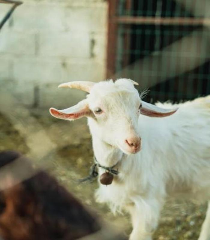 Chọn Lọc +97 Hình Ảnh Dê Trắng Trong Tự Nhiên Đẹp, Dễ Thương Xỉu