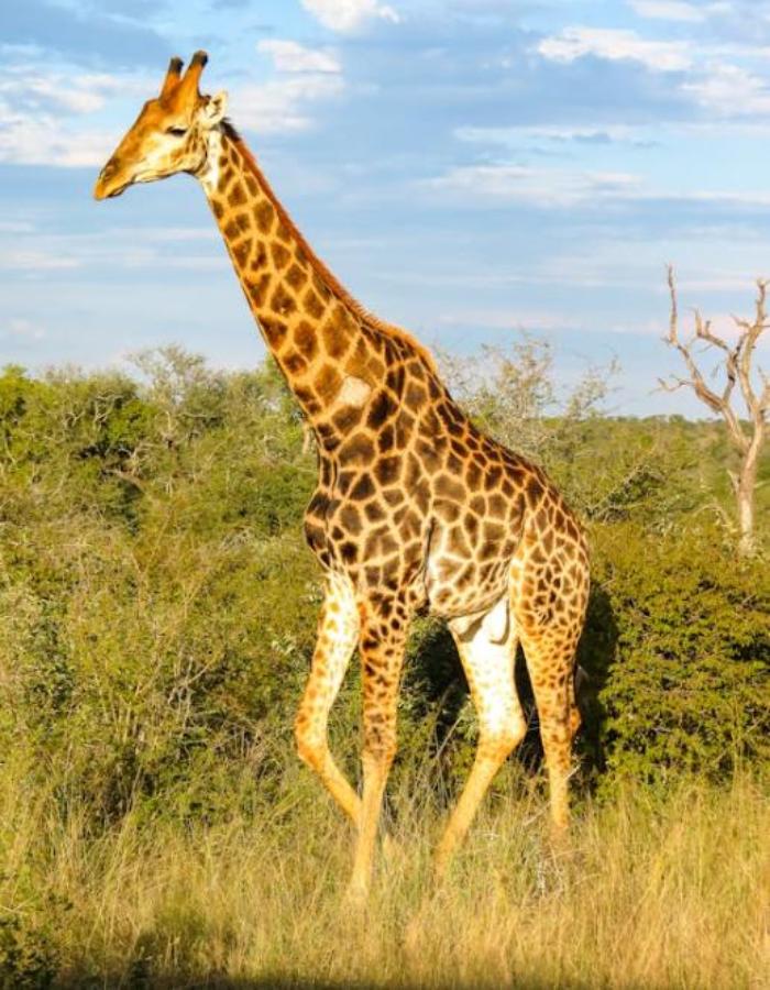 Chiêm Ngưỡng +1569 Ảnh Hưu Cao Cổ, Ảnh Con Nai Tự Nhiên Đẹp & Cute