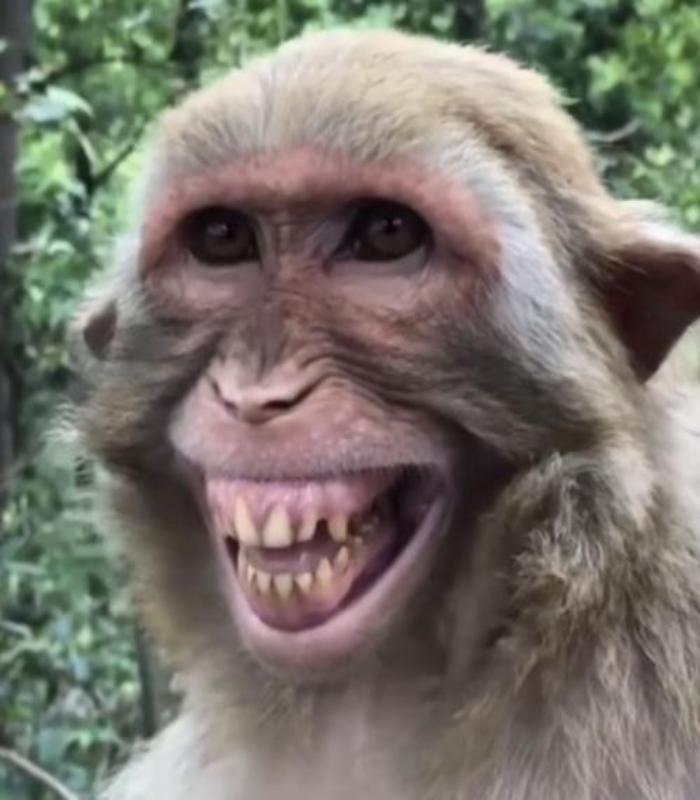 Chọn Lọc +133 Hình Meme Khỉ Hài Hước, Ảnh Con Khỉ Cười Meme Lầy Lội