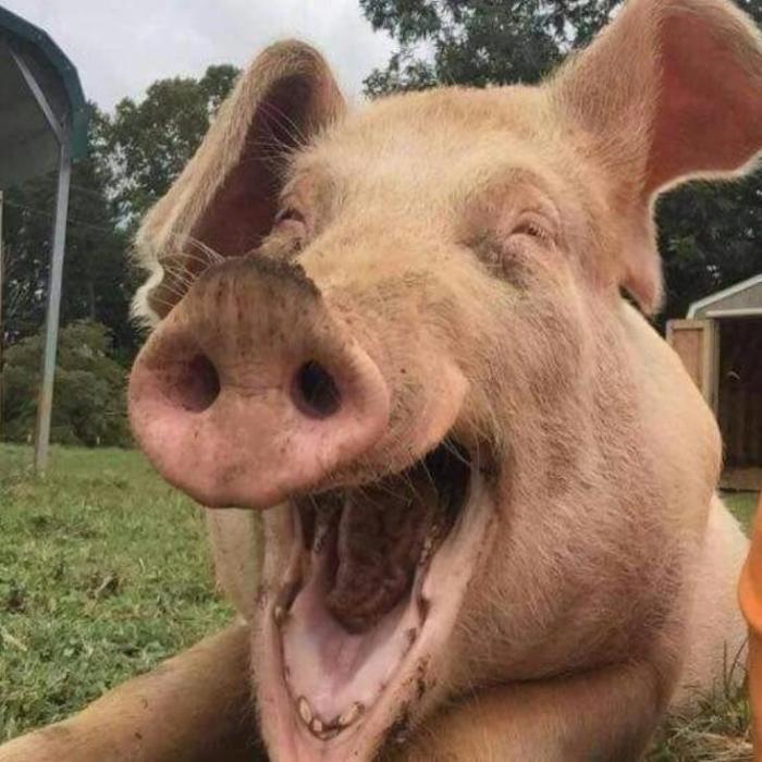 Album +123 Hình Ảnh Con Heo Hài Hước Gây Cười, Ảnh Chế Con Heo Meme