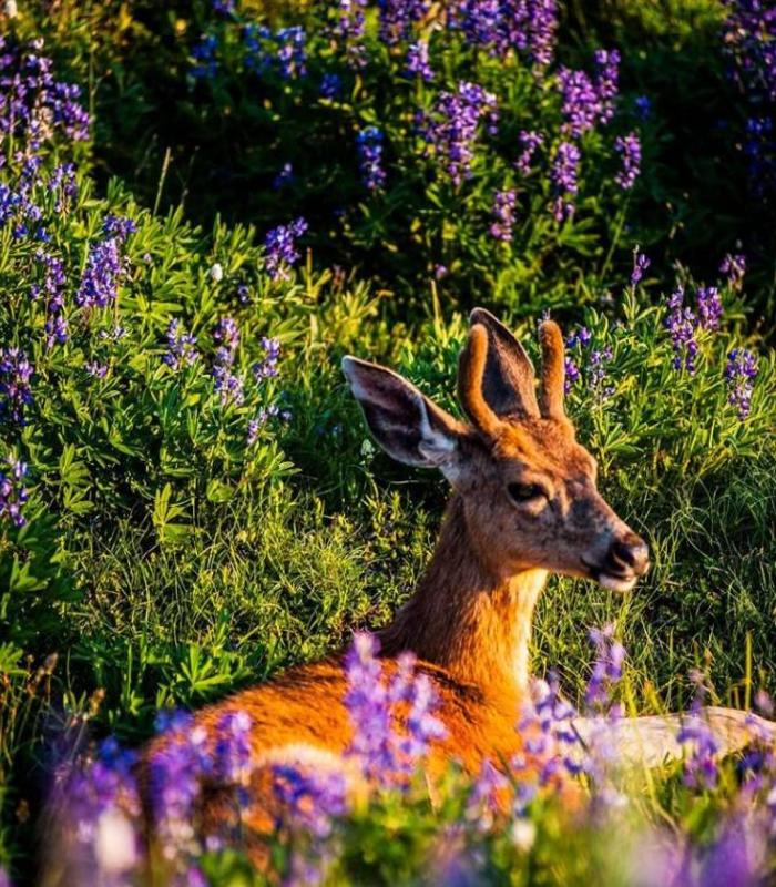 Tuyển Tập +100 Hình Ảnh Về Con Nai Siêu Đẹp, Nai Rừng, Nai Vàng Cute