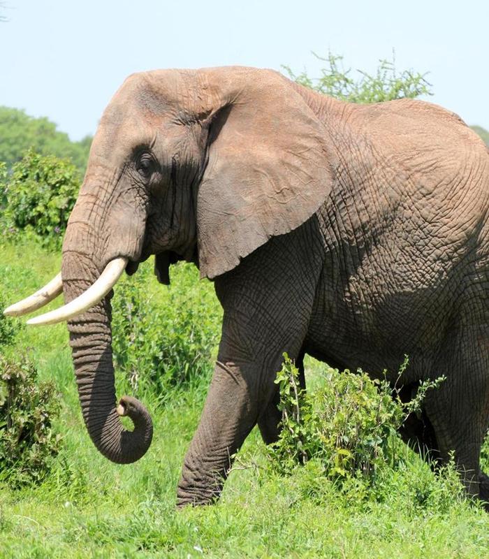 [Ảnh Con Voi] 9999+ Hình Ảnh Voi Đẹp Tự Nhiên, Voi Chibi Dễ Thương