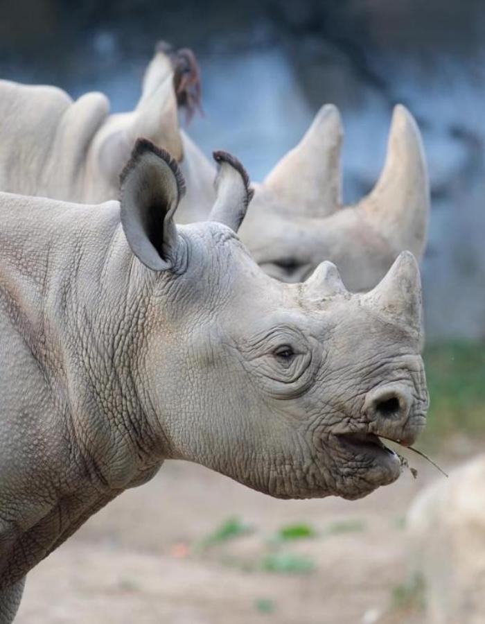 Album +99 Hình Ảnh Về Con Tê Giác Đen – Trắng Cực Độc Đáo Xem Ngay